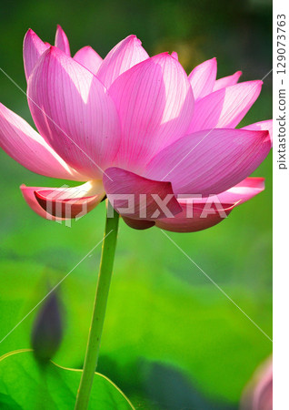 Red Lotus Flower Red Lotus Flower 129073763