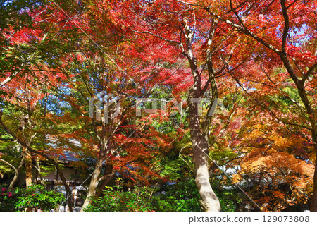 Beautiful autumn leaves at Kakuonji Temple in Kamakura (Kamakura City, Kanagawa Prefecture) 129073808