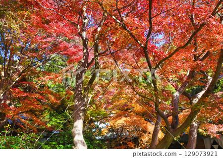 Beautiful autumn leaves at Kakuonji Temple in Kamakura (Kamakura City, Kanagawa Prefecture) Beautiful autumn leaves at Kakuonji Temple in Kamakura (Kamakura City, Kanagawa Prefecture) 129073921