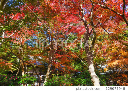Beautiful autumn leaves at Kakuonji Temple in Kamakura (Kamakura City, Kanagawa Prefecture) 129073946