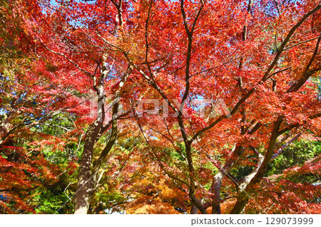 Beautiful autumn leaves at Kakuonji Temple in Kamakura (Kamakura City, Kanagawa Prefecture) 129073999