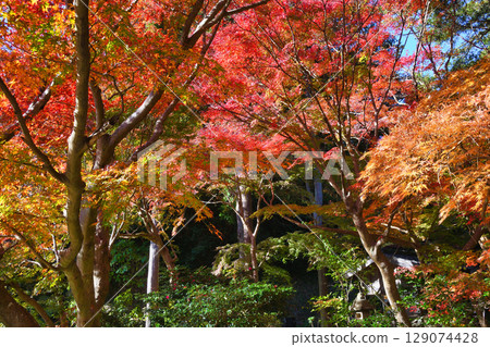 Beautiful autumn leaves at Kakuonji Temple in Kamakura (Kamakura City, Kanagawa Prefecture) Beautiful autumn leaves at Kakuonji Temple in Kamakura (Kamakura City, Kanagawa Prefecture) 129074428