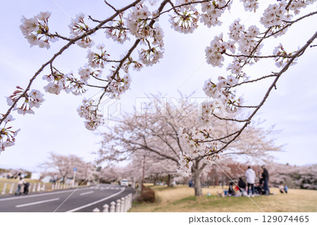 三重縣四日市北星中央公園的春天人們在享受櫻花和春天 129074465