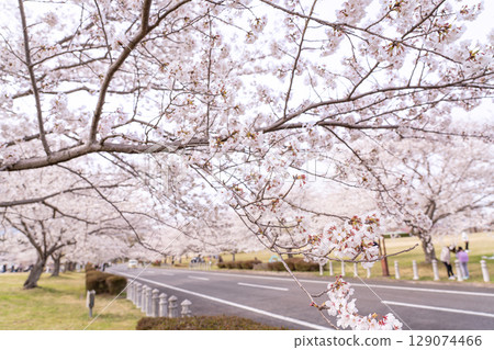 春天的北星中央公園，又稱櫻花林，位於三重縣四日市市 129074466
