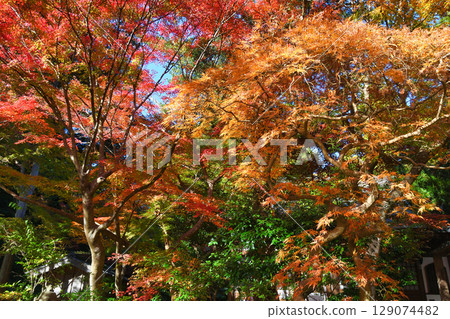 Beautiful autumn leaves at Kakuonji Temple in Kamakura (Kamakura City, Kanagawa Prefecture) 129074482