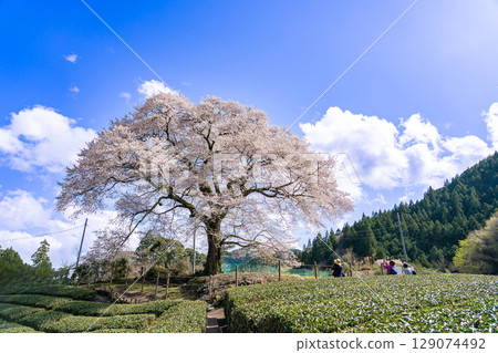 Mizume Sakura, Ushidai, a 300-year-old cherry tree in a tea field in Kawane-cho, Shimada City, Shizuoka Prefecture 129074492