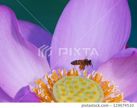 蓮花上的蜜蜂 129074510