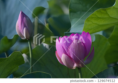 Lotus flower that is about to open 129074512