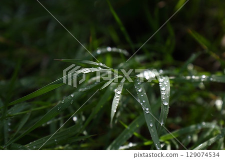 morning dew on grass blades in sunlight morning dew on grass blades in sunlight 129074534