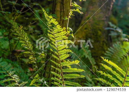 Fern leaves shining in the light 129074539