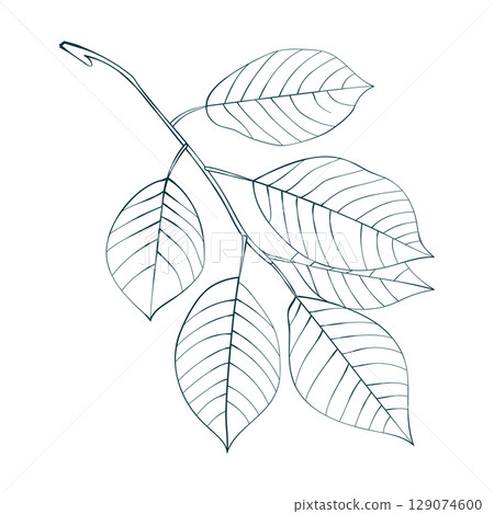 Hand drawn elm leaves isolated on white background. Line style vector illustration. 129074600