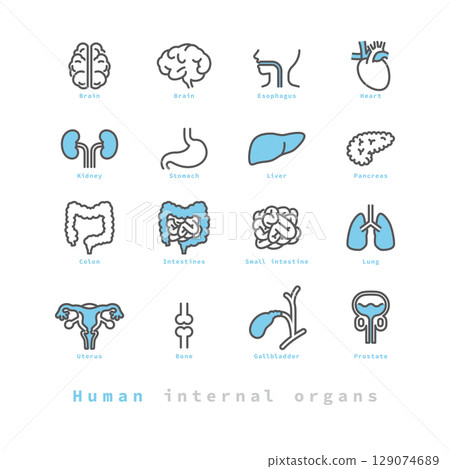Simple illustration of human internal organs icon set Simple illustration of human internal organs icon set 129074689