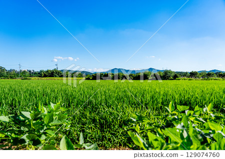 Rice. A large area of rice seedlings growing in the fields of Korea. Rice. A large area of rice seedlings growing in the fields of Korea. 129074760