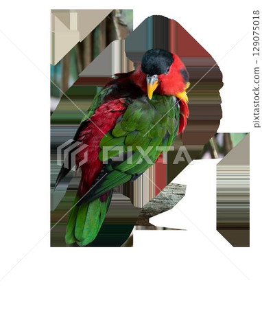 Lorikeet parrot sitting on a transparent background. High quality photo 129075018