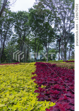 國立武藏山森林公園風光 129075032