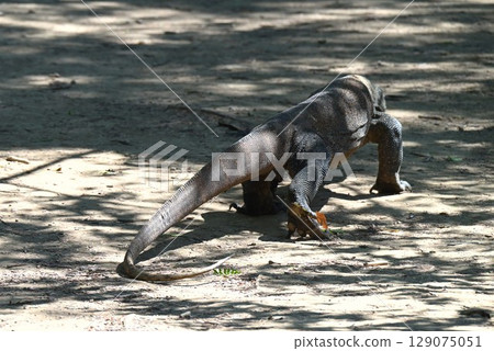 Komodo Island - The leisurely walking Komodo dragon Komodo Island - The leisurely walking Komodo dragon 129075051