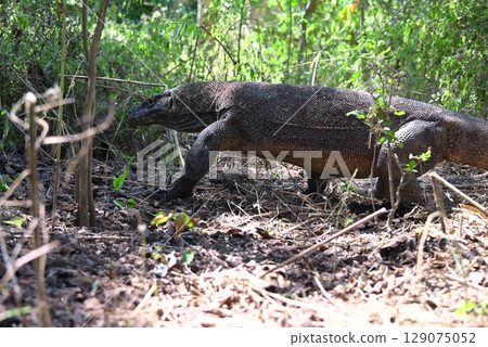 Komodo Island - Komodo dragon walking through the bush Komodo Island - Komodo dragon walking through the bush 129075052