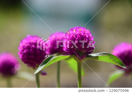 Yamadaike Park Yamadaike Park 129075096