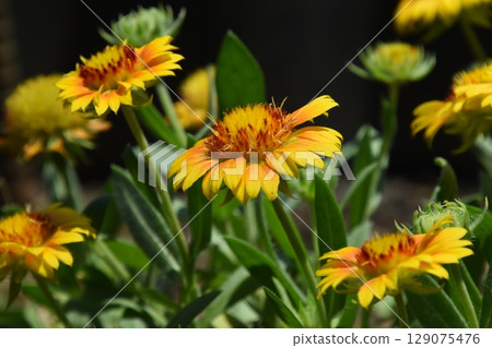 Yamadaike Park 129075476