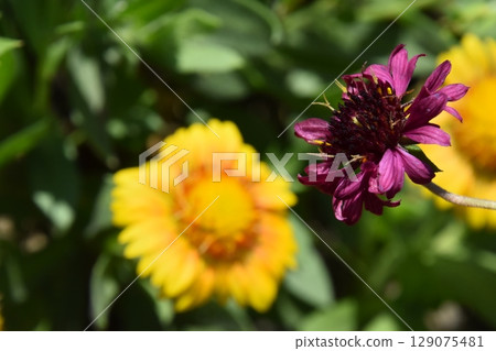 Yamadaike Park Yamadaike Park 129075481