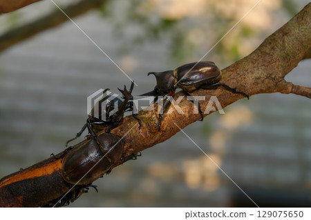 甲蟲在我們家族的象徵樹——白蠟樹周圍成群結隊 129075650