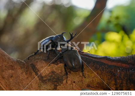甲蟲在我們家族的象徵樹——白蠟樹周圍成群結隊 129075651