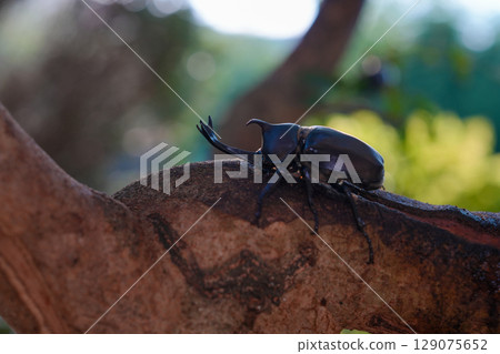 甲蟲在我們家族的象徵樹——白蠟樹周圍成群結隊 129075652