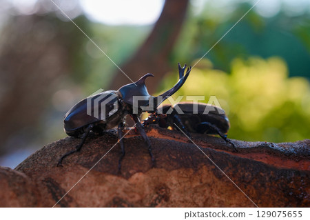 甲蟲在我們家族的象徵樹——白蠟樹周圍成群結隊 129075655