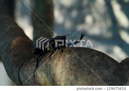 甲蟲在我們家族的象徵樹——白蠟樹周圍成群結隊 129075658