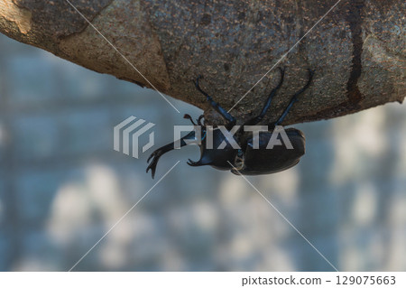 甲蟲在我們家族的象徵樹——白蠟樹周圍成群結隊 129075663