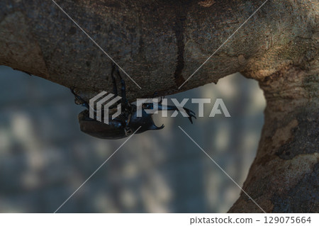 甲蟲在我們家族的象徵樹——白蠟樹周圍成群結隊 129075664