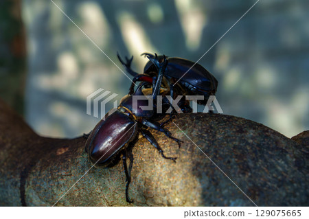 甲蟲在我們家族的象徵樹——白蠟樹周圍成群結隊 129075665