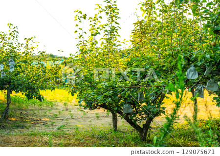 Nashi pear orchard in Korea. Nashi pear orchard in Korea. 129075671