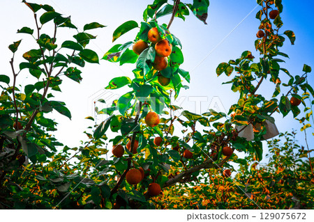 Asian nashi pears on a tree in bright summer sunlight at a home garden. Pyrus pyrifolia Asian nashi pears on a tree in bright summer sunlight at a home garden. Pyrus pyrifolia 129075672