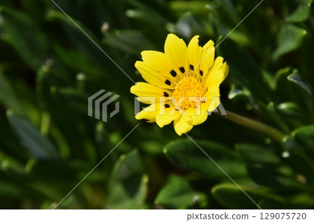 Yamadaike Park 129075720