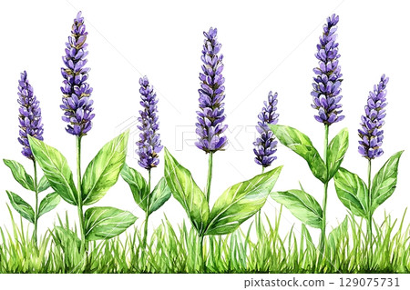 Colorful watercolor illustration of lavender flowers standing in a green grassy field 129075731