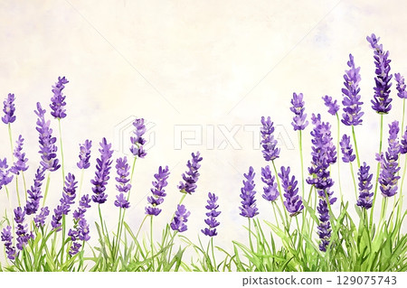 Beautiful Lavender Flowers Blooming in Soft Background with Subtle Textures and Colors 129075743