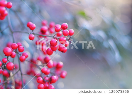 Red southern fruit 129075866