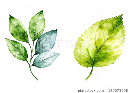 Watercolor Illustration of Vibrant Green Leaves on a White Background for Nature Themes 129075908