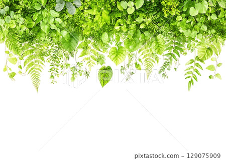 Vibrant Green Leaves and Ferns Over White Background for Nature and Freshness Themes 129075909
