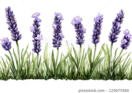 Beautiful Lavender Flowers in Watercolor Style with Green Grass Background for Decoration 129075980