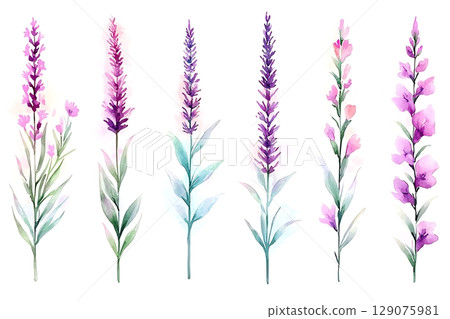 Colorful Watercolor Floral Design with Lavender and Pink Flowers on a White Background 129075981