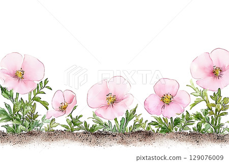 Delicate Pink Poppy Flowers with Green Leaves on White Background in Watercolor Style 129076009