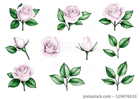 Collection of Hand-Drawn Light Purple Roses with Green Leaves on White Background 129076018