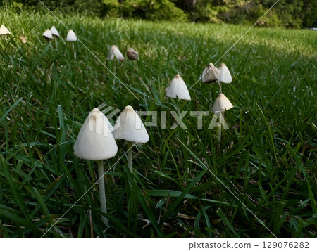 cluster of wild mushrooms growing in green gr 129076282
