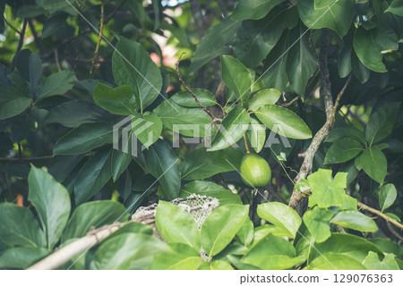 Avocado tree green plant healthy fruit farm. Smart farmer growing plant in eco green farm sustainable quality control. Avocado fruit Farm planting in eco Farmland biotechnology. Fruit organic farm Avocado tree green plant healthy fruit farm. Smart farmer growing plant in eco green farm sustainable quality control. Avocado fruit Farm planting in eco Farmland biotechnology. Fruit organic farm 129076363