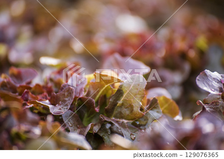 Close up fresh organic Red oak hydroponic vegetable plantation produce red green salad hydroponic cultivate farm. Salad farm vegetable red oak lettuce. lettuce salad in green Organic plantation Farm 129076365