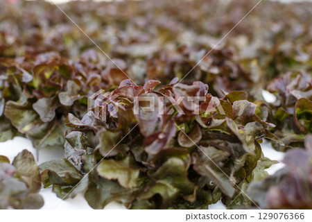 Salad farm vegetable red oak lettuce. Close up fresh organic hydroponic vegetable plantation produce red green salad hydroponic cultivate farm. Red oak lettuce salad in green Organic plantation Farm. 129076366
