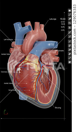 3D心臟 129076383