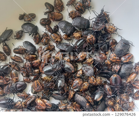 Assortment of Edible Insects Fried and Raw Bugs 129076426
